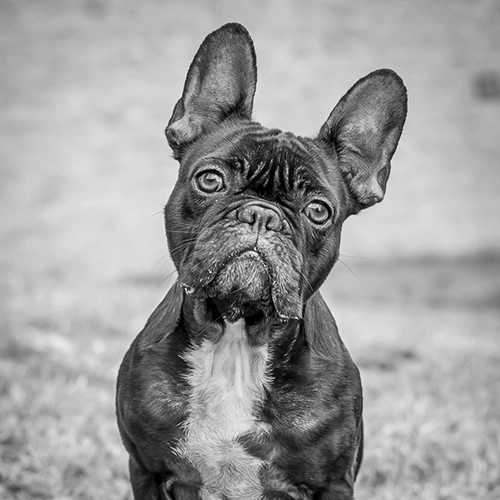 Mein Auge für Persönlichkeit und Ausdruck: Dieser Bully, dessen Gesicht so viel erzählt, zeigt meine Expertise in der authentischen Hundefotografie.